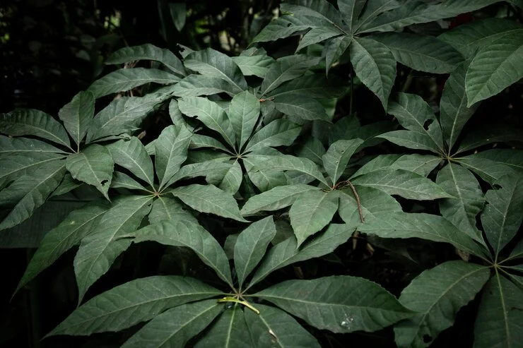 Bleuphoria Hosta