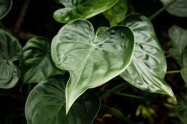 Bleuphoria Hosta